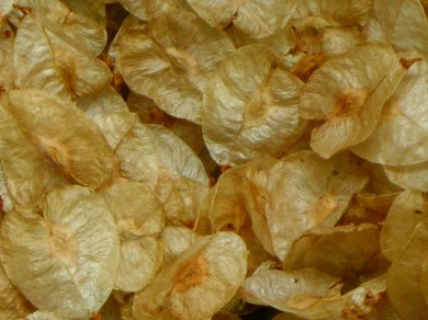 Golden pods